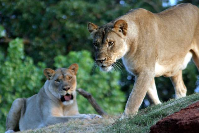 Na čem si nejraději smlsnou afričtí lvi? Přece na zebrách, pakoních či antilopách. Čas od času se však někteří z nich „vymknou z kloubů“ a namísto své obvyklé potravy začnou konzumovat tvory, z nichž mají obvykle strach – lidi. Nedávno publikovaná studie kalifornských ekologů ukázala, že o chování lvů, zvláště těch lidožravých, stále mnoho nevíme.