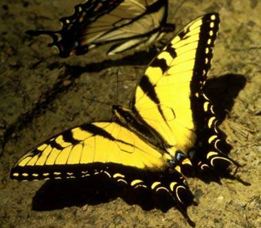 První umělý motýl létá jako ti skuteční