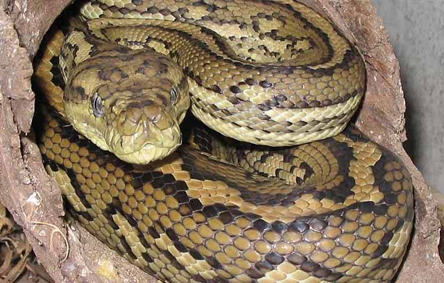Hadi jsou prakticky bez výjimky predátory, velká část z nich navíc loví v noci. Pro vylepšení jejich loveckých schopností se u některých z nich vyvinul zvláštní orgán, který jim umožňuje vidět v infračervené části spektra. Američtí vědci nedávno publikovali článek, v němž odhalili podstatu nočního hadího vidění na úrovni molekul.
