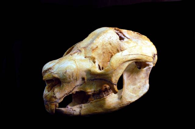 Z objevu zachované kostry dávného tvora mají paleontologové vždy radost. Když ale na jednom místě objeví koster větší množství, je to již důvod k pořádné oslavě. V australském Queenslandu se vědcům podařilo najít jeskyni, v níž skončil život  celých 26 exemplářů dnes již vyhynulého druhu vačnatce příbuzného dnešním vombatům. 