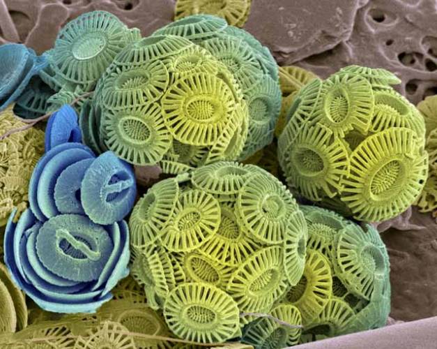 Snímek pořízený elektronovým mikroskopem ukazuje 5830krát zvětšeného zástupce fytoplanktonu – miniaturní mořské řasy, zvané kokolitka. Tito mrňousové patří mezi nejstarší obyvatele naší planety, oceánem se proháněli již během prvohor. 