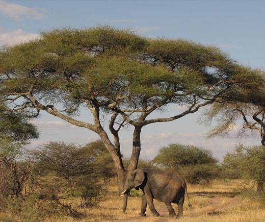 Na afrických savanách dokáží stovky drobných Davidů zvítězit nad Goliášem.   Američtí vědci nedávno zjistili, že drobní mravenčí Davidové dokáží velmi efektivně zabránit slonům-Goliášům v pustošení stromů. 