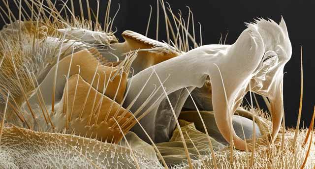 To, co na snímku vypadá jako kusadla nějakého dravého brouka, je ve skutečnosti samčí rozmnožovací orgán mušky octomilky (Drosophila).