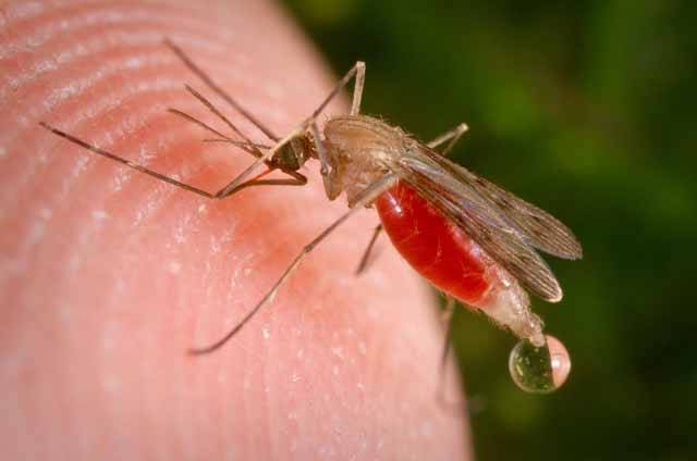 Malárii sledují i satelity