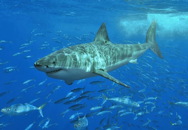 Proč vymýšlet něco, co už příroda dávno vytvořila. Vědci se právě přírodou nechávají často inspirovat a výsledkem jsou velmi zajímavé a užitečné věci. Tentokrát roli inspirátora sehrál postrach moří a oceánů – dravý žralok.