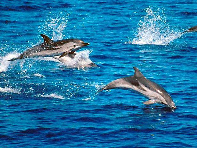Nový sonar inspirovaný delfíny