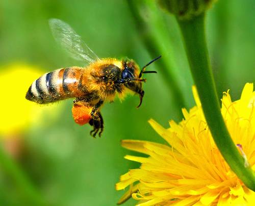 Prostřednictvím zvláštních pohybů, tzv. včelích tanečků,  sdělují včely svým družkám, kde najít zdroj potravy. Včela, která informaci předává, ale nesmí být „po flámu“. Podle amerických vědců komunikují totiž „nevyspané“ včely stejně špatně, jako nevyspaní lidé. 
