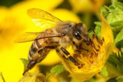 Včely očkují své potomky