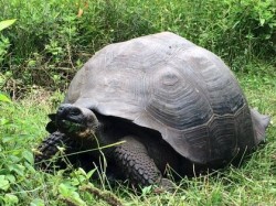 Na Galapágách objeven nový druh obří želvy