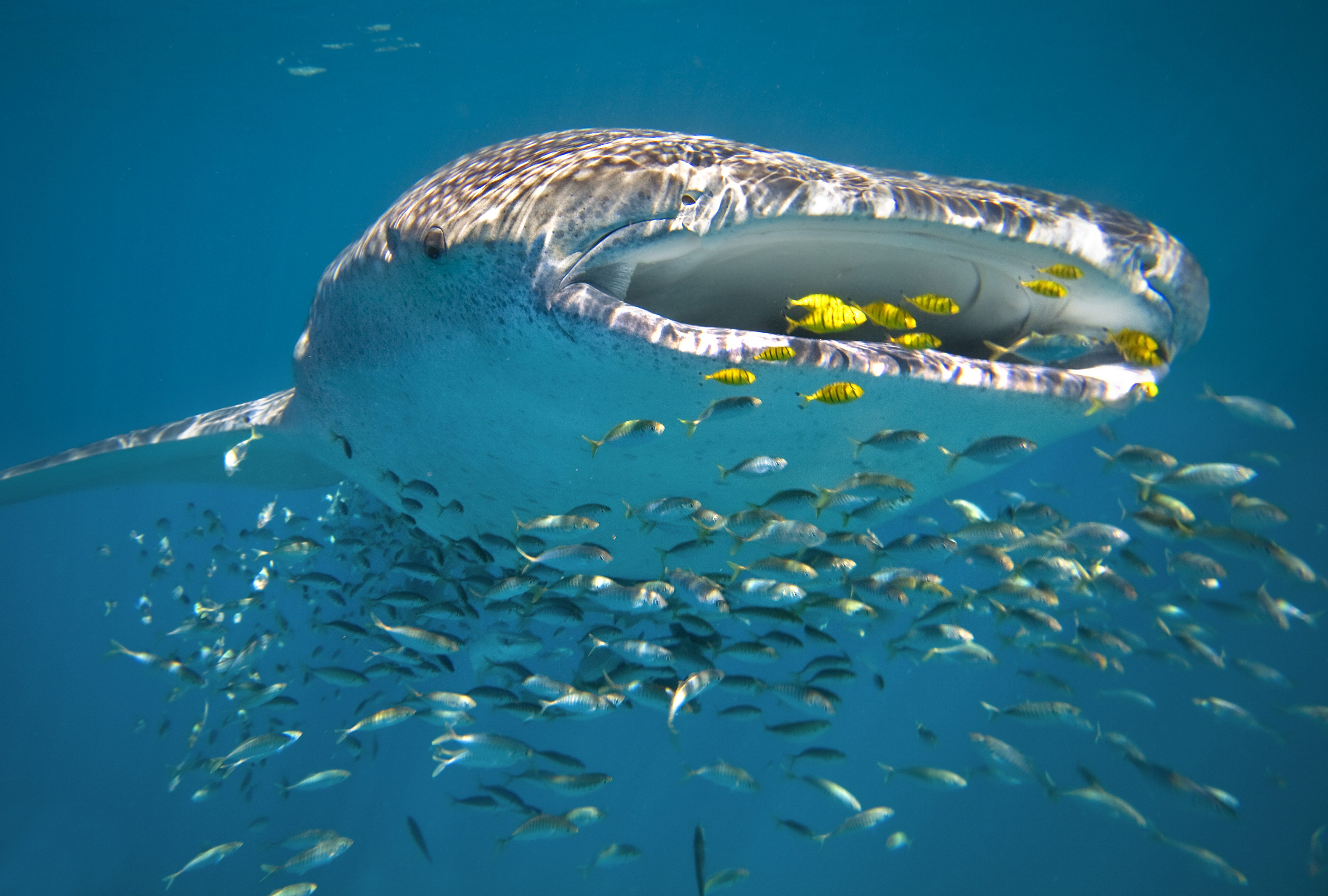 Whale Shark (Rhincodon typus) swimming Ningaloo Reef, Western Australia