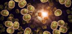 Švýcarský výzkum odhalil: Bakterie mají vyvinutý hmatový smysl