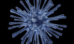 Čeští vědci objevili nové viry uvnitř hub