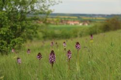 České orchideje v Pardubicích