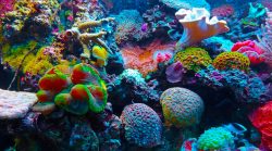 Jak zachránit korálové útesy? Vědci vyšlechtí nejodolnější druhy