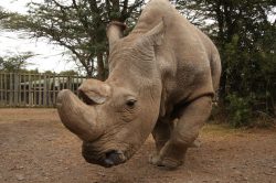 Sudán, poslední samec nosorožce bílého severního, musel být uspán