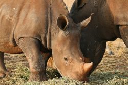 Strážce nosorožců? Práce s prstem na spoušti