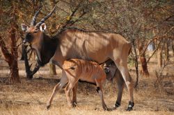 Projekt na záchranu antilop Derbyho: 14 mláďat a 800 proškolených studentů