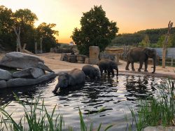 Kam za pozorováním slonů při západu slunce? No přece do pražské zoo!