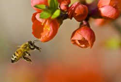 Prodlužuje řasa chlorella život včelám?