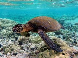 Ochrana mořských želv přináší výsledky, ale je nutné vytrvat