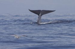 Velryby stresovala druhá světová válka, zjistili vědci