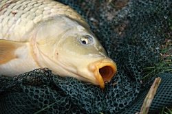 Jak předpovídat vymírání ryb v rybníce? Brněnští vědci hledají řešení