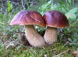 10 překvapivých zajímavostí o houbách