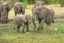 Obyvatele Zambie učí, že sloni nejsou hrozbou