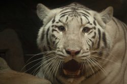 Zoo Liberec poskytla dočasné útočiště dvěma zabaveným bílým tygrům