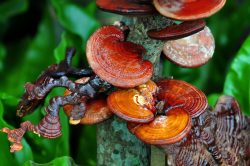 6 benefitů houby reishi pro zdraví. Slyšeli jste o nich?