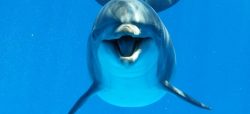 Praváci a leváci mezi delfíny