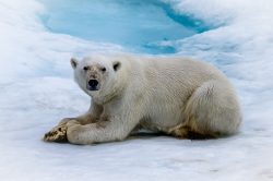 Častější případy kanibalismu u ledních medvědů