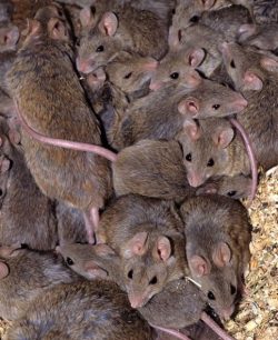 Nový typ viru u krys byl objeven v Etiopii