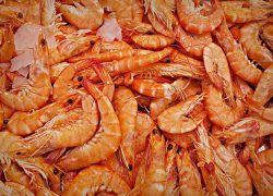 Novinka v trendu umělého masa: Strávníkům se dostanou na talíř krevety ze zkumavky…