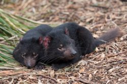 Dobré zprávy z Austrálie: Tasmánských čertů ve volné přírodě přibývá