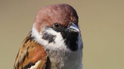 Nová studie odhaluje dramatický úbytek evropských ptáků
