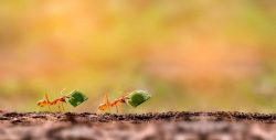 6 netušených věcí o mravencích