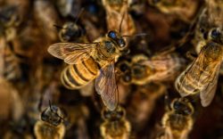 Sociální distanc znají i včely