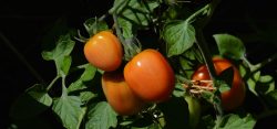 Uklidňující moc geneticky modifikovaných rajčat