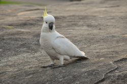 Opeřený mistr s tágem: Vědci papouška naučili hrát kulečník
