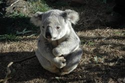 Austrálie bojuje o koaly: Tamní vláda je prohlásila za ohrožený druh