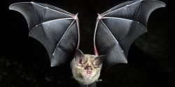 Ukrajinští vědci zkoumali netopýry, Rusové jejich práci vydávají za vývoj biologických zbraní