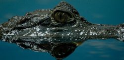 Zavánějící unikát: Paleontologové objevili stopu krokodýla, který šlápl do vlastního trusu