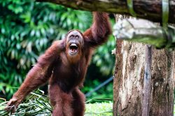 Orangutani jako hipsteři?