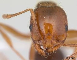 Virem proti mravencům. Američtí vědci našli unikátní způsob boje s hmyzem