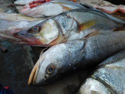 Překvapivá studie: Souvisí konzumace ryb s rakovinou kůže?