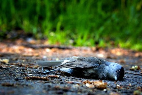 Když prší ptáci… Proč padají mrtví k zemi?