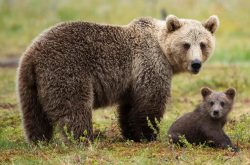 Jsou medvědi škodná?