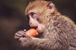 Počet případů opičích neštovic stále stoupá. Nemoc zabíjí jen vzácně…