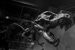 Co měl T-Rex skutečně v hlavě?